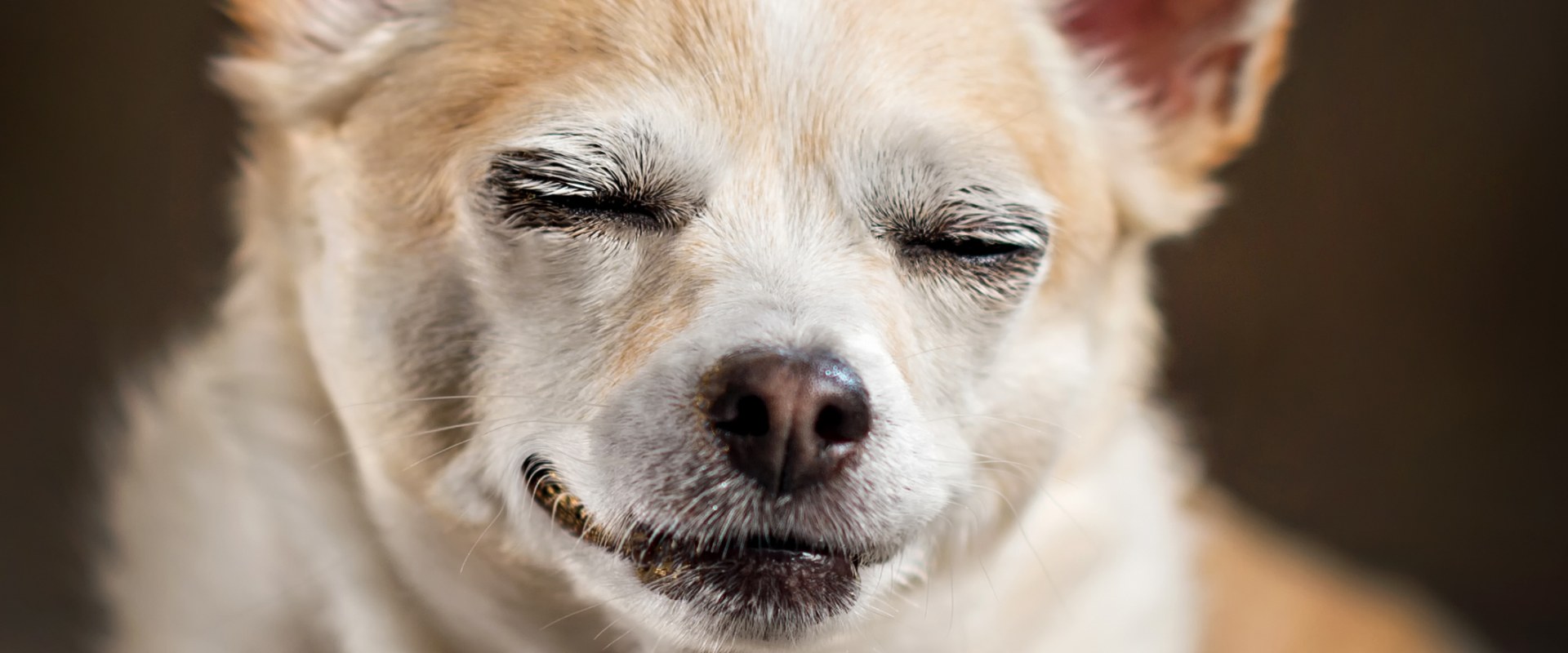 What Are the Effects of THC on Dogs?