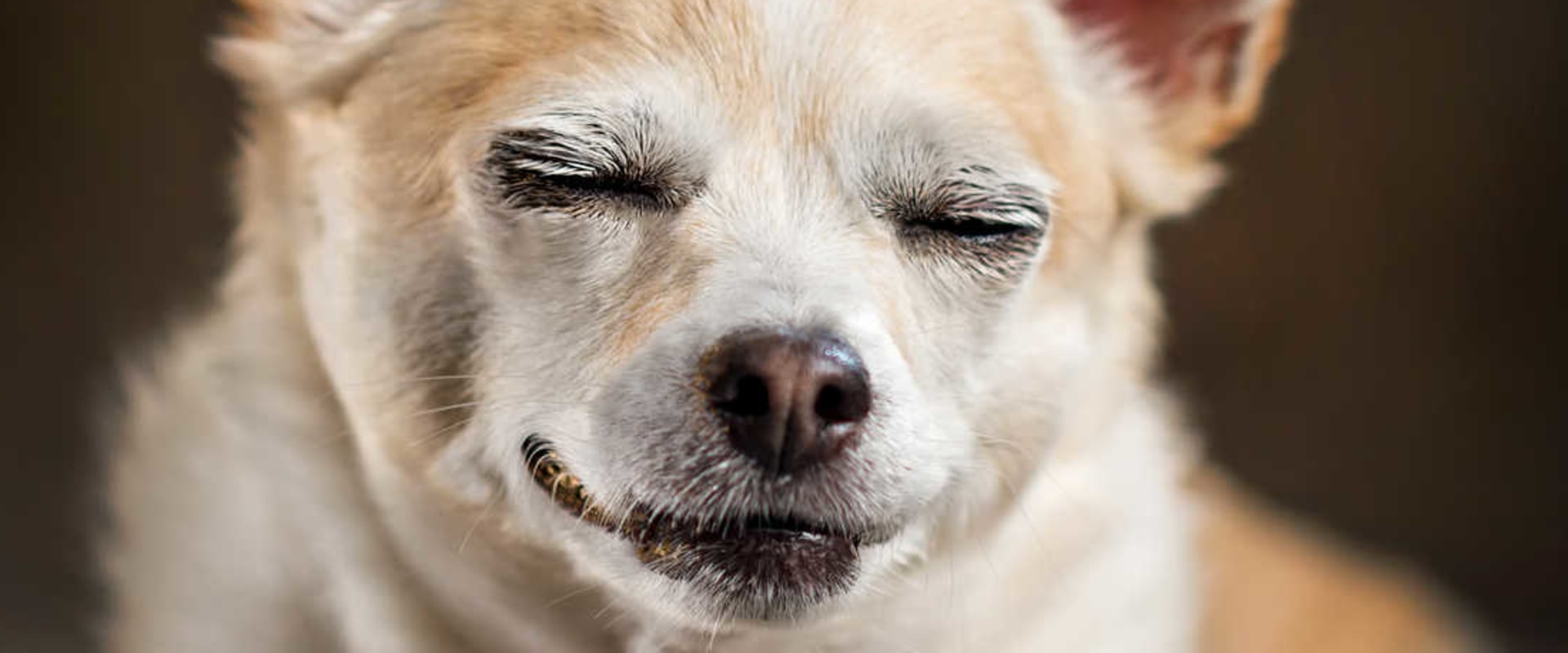 How Much THC is Safe for Dogs?