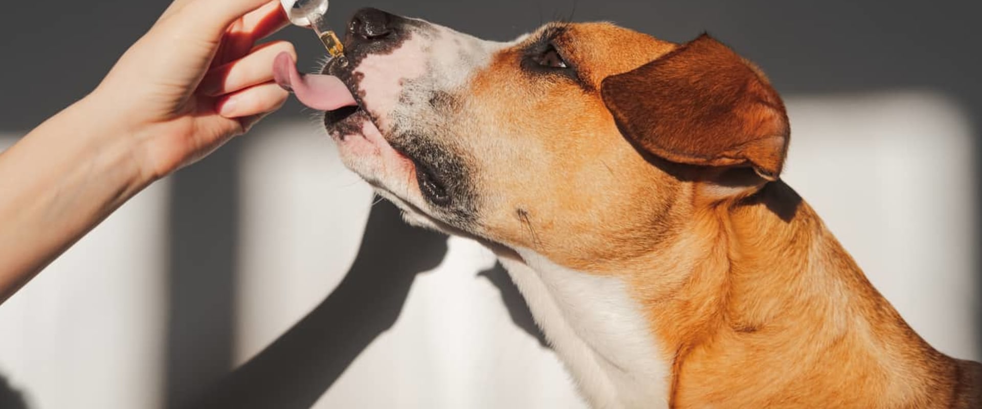 Can Dogs Have THC for Anxiety? A Comprehensive Guide