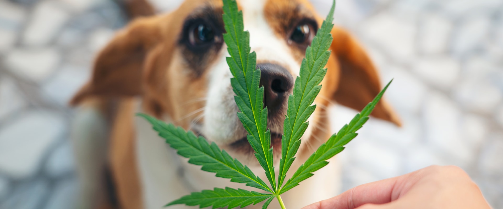 Is THC Toxic to Dogs? A Comprehensive Guide for Pet Owners