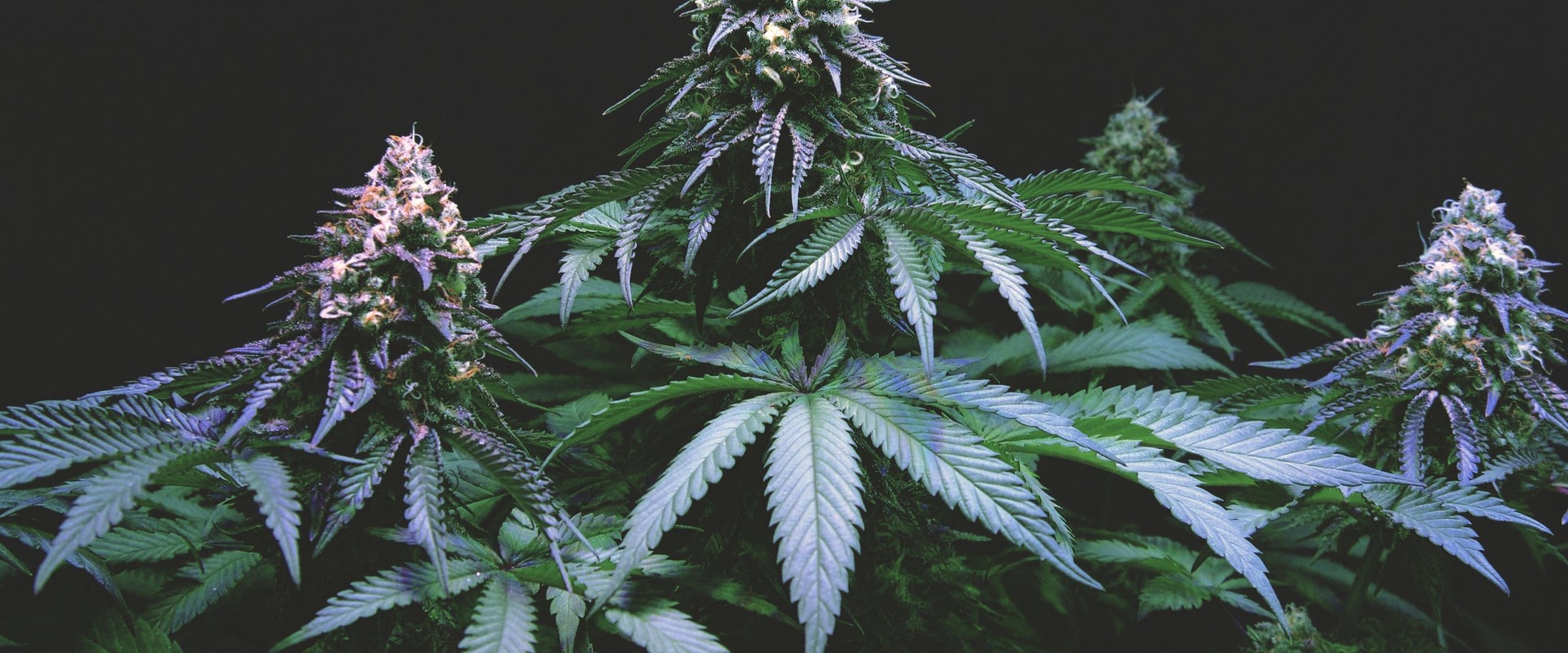 How to Maximize THC Levels in Cannabis Plants