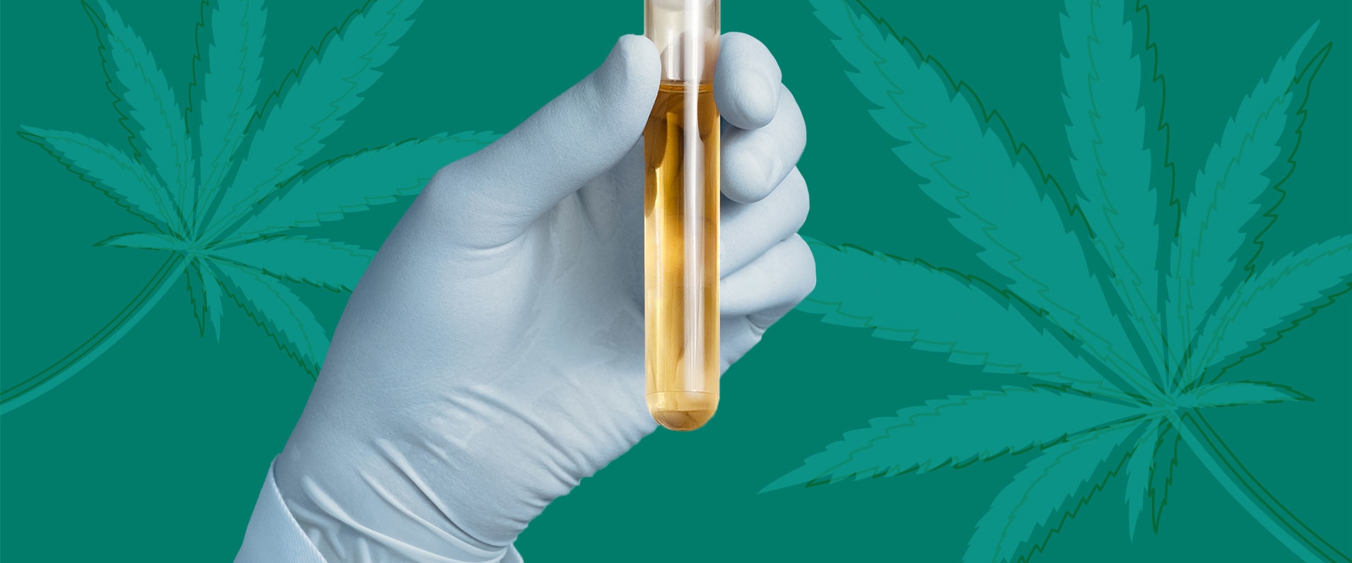 Will THC Show Up on a Drug Test?