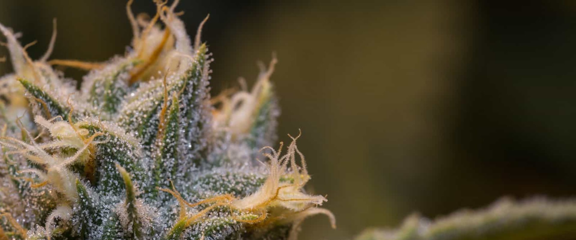 How long does it take for cannabinoid to leave your system?