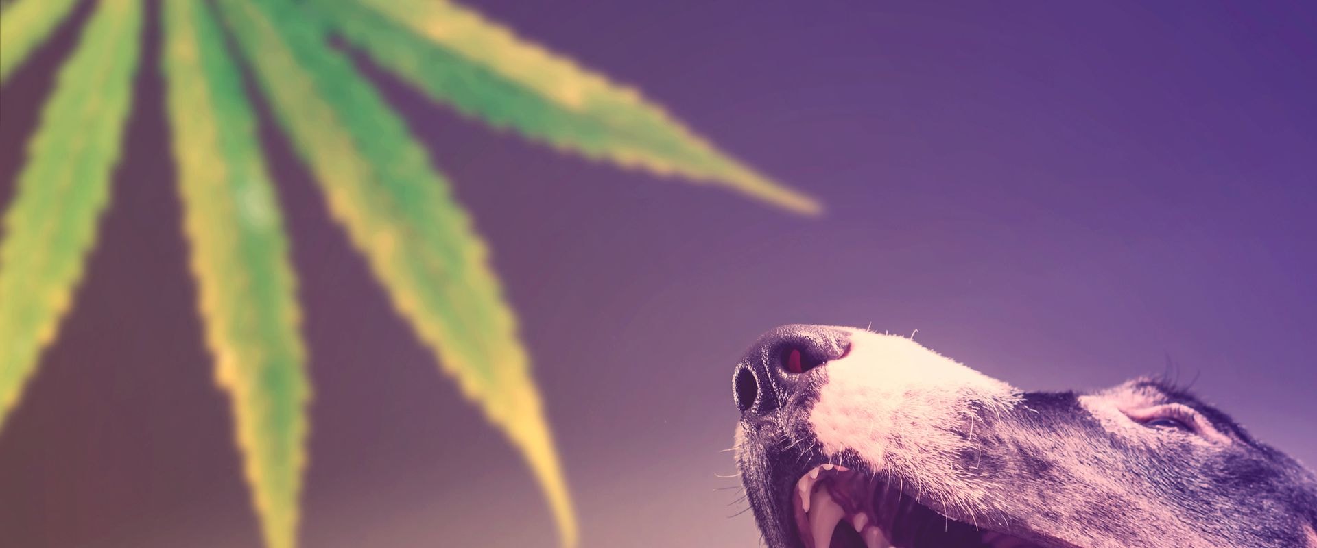 How Long Does THC Toxicity Last in Dogs?