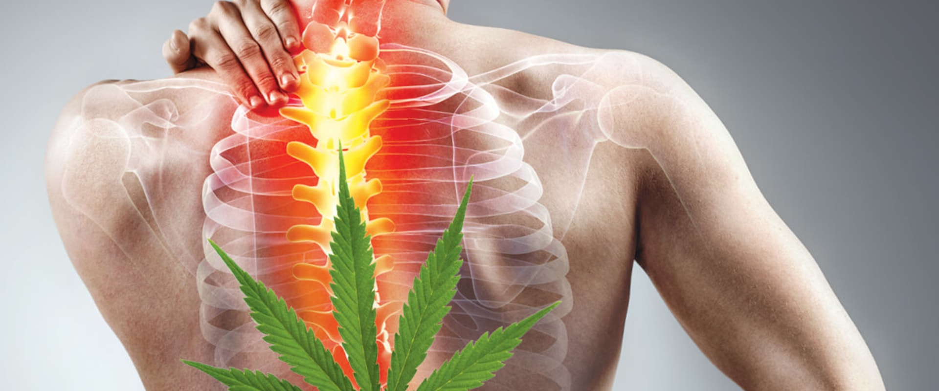 CBD vs THC: Which is Better for Back Pain?