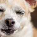 How Much THC is Safe for Dogs?