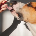 Can Dogs Have THC for Anxiety? A Comprehensive Guide