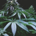How to Maximize THC Levels in Cannabis Plants
