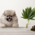How long does it take for thc to leave a dogs system?