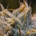 How long does it take for cannabinoid to leave your system?