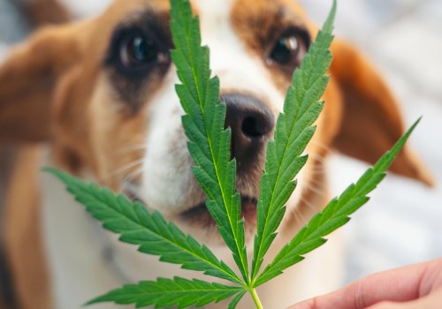 Is THC Toxic to Dogs? A Comprehensive Guide for Pet Owners