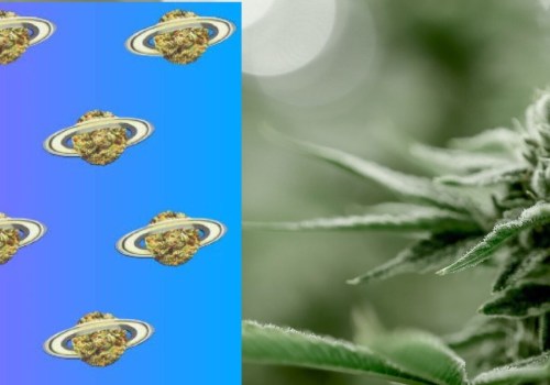 Which Cannabis Variety is Better for Your Brain: Sativa or Indica?