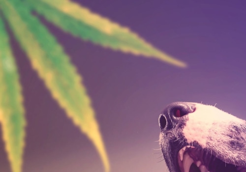 How Long Does THC Toxicity Last in Dogs?